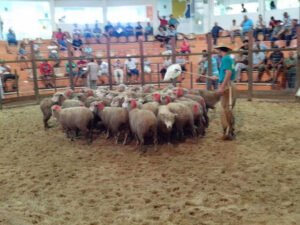 BLOG: Dados da pecuária e efetivo dos rebanhos em Lavras do Sul/RS